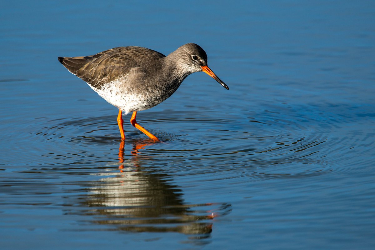 Redshank on Wader lake <a href="/WWTWashington/">WWT Washington</a> earlier today.