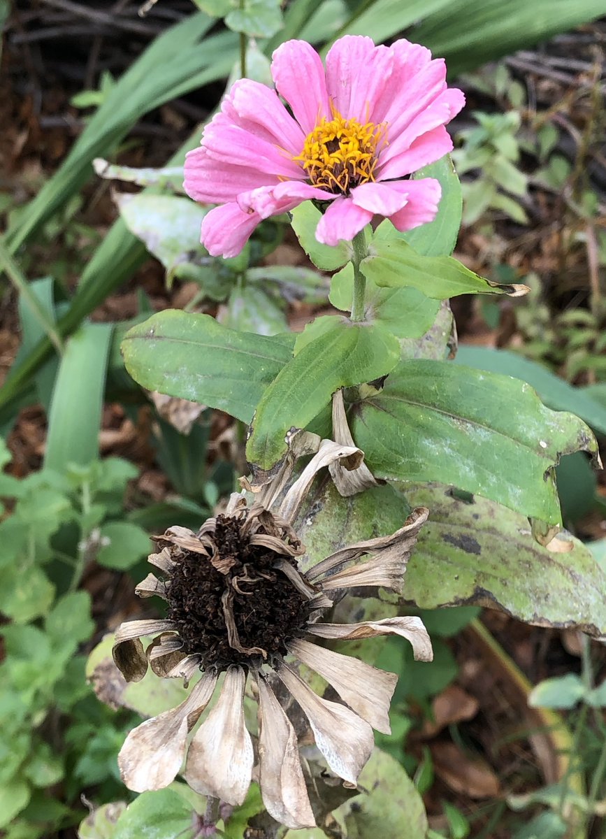 City Mouse Garden tweet media
