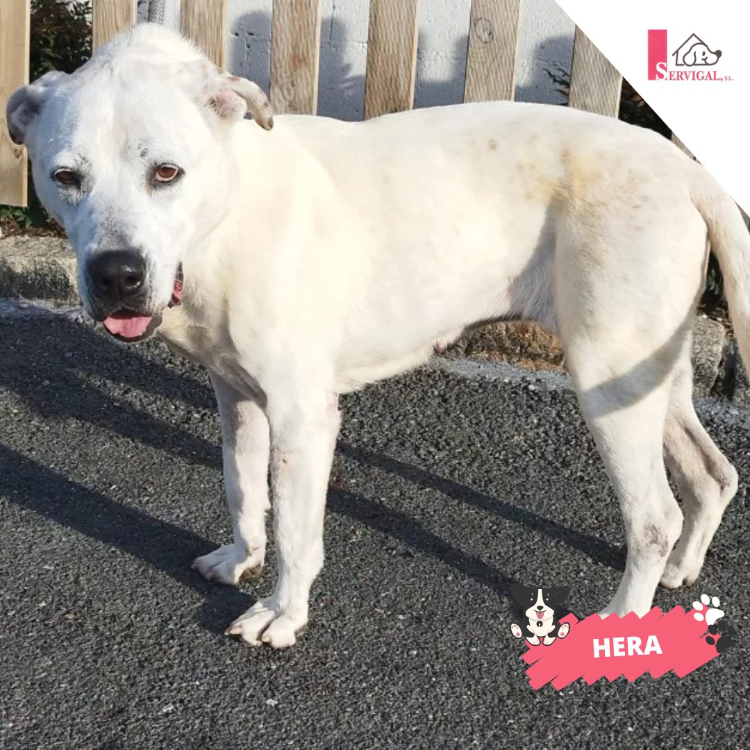 🥰 ¿Nos os dan ganas de llenarla de mimos?

🐾 Esta #peludiña, que tiene por nombre Hera, busca una familia con la que jugar y compartir momentos inolvidables. 

✨ ¿Te gustaría conocerla?

Llámanos al 📞 981 263 093 o contáctanos a través de su ficha ⬇️
adopcionanimales.coruna.gal/gl-hera-mestiz…