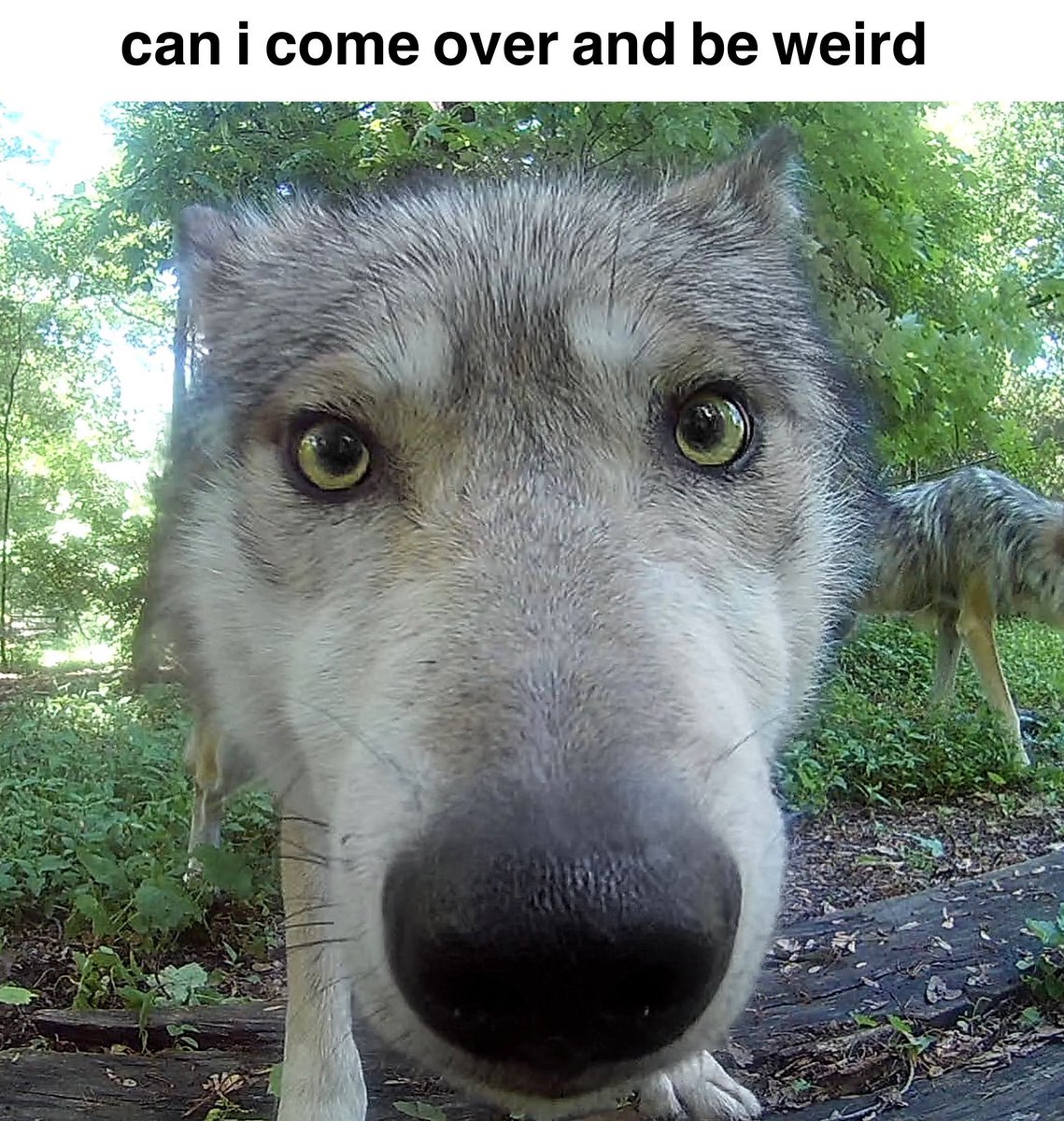 Sparrow 🐺🌻🏳️‍⚧️ (@lovewolfsparrow) on Twitter photo 