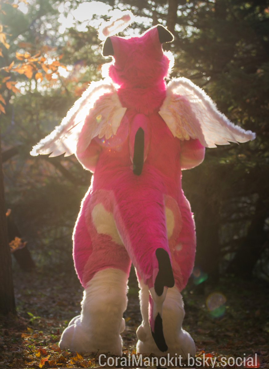 Coral_Manokit's tweet photo. Happy #ManokitMonday 

With everything that has happened as of late, remember that brighter days are ahead. Keep looking forward, friends 💗

📸 @KayosPhotograp1 https://t.co/CGdcZ2ygxA