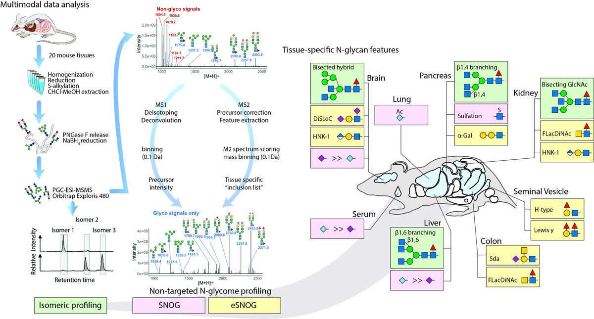Stefan Mereiter (@smereiter) on Twitter photo 12/
Great collaboration between <a href="/BOKUvienna/">BOKU University</a> , <a href="/IMBA_Vienna/">IMBA imbavienna.bsky.social</a> , <a href="/MedUni_Wien/">MedUni Wien</a> , and <a href="/UMich/">University of Michigan</a> ! Thank you, J. Helm and the amazing <a href="/JohStadlmann/">Johannes Stadlmann</a> Lab for taking me on this ride!! Together, we’re uncovering new insights into glycans. 🟦 🟡 🔺 🟢 🔶 🟨 12/
Great collaboration between <a href="/BOKUvienna/">BOKU University</a> , <a href="/IMBA_Vienna/">IMBA imbavienna.bsky.social</a> , <a href="/MedUni_Wien/">MedUni Wien</a> , and <a href="/UMich/">University of Michigan</a> ! Thank you, J. Helm and the amazing <a href="/JohStadlmann/">Johannes Stadlmann</a> Lab for taking me on this ride!! Together, we’re uncovering new insights into glycans. 🟦 🟡 🔺 🟢 🔶 🟨
