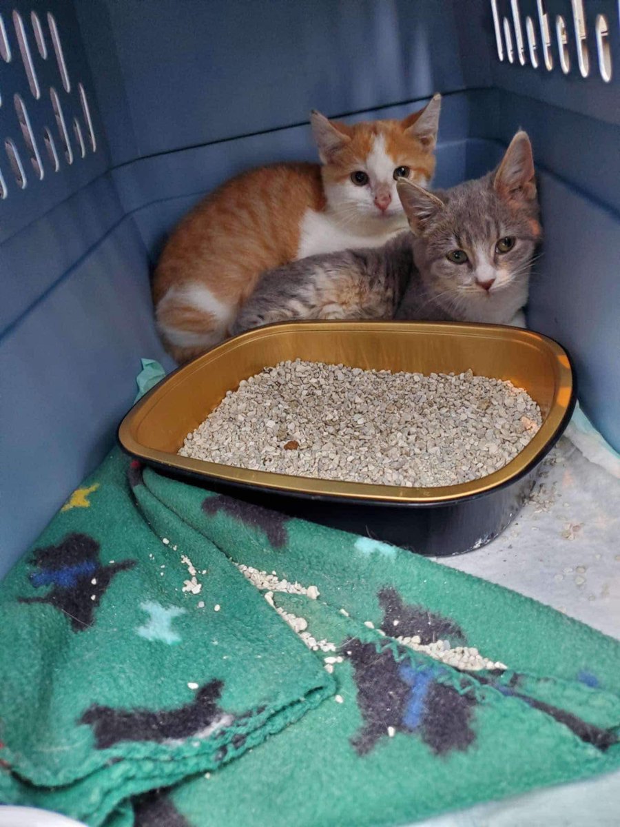 THANK YOU BILLS MAFIA 💙❤️🏈

While our favorite #2 was busy kicking Bass with the Bills, we were welcoming these sweet angels into our care from a kill shelter! 

Your donations in honor of Tyler Bass make our work possible and saved their lives! Thank you Bills Mafia!