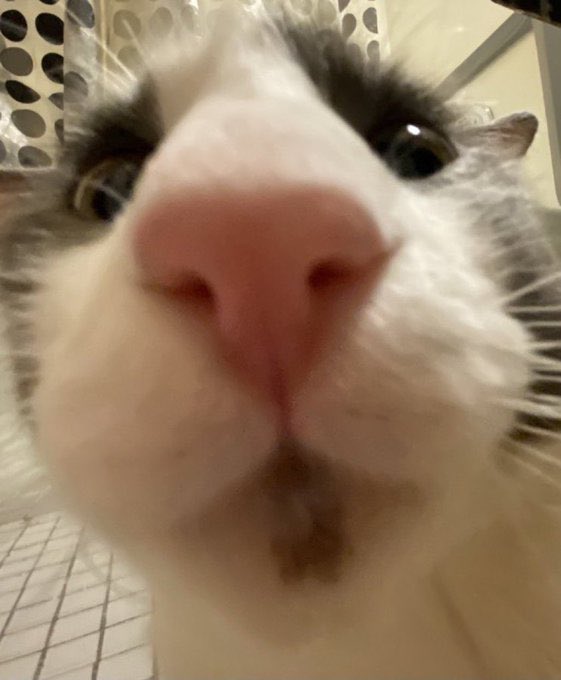 I THINK MY LUSUS IS HUNGRY. LOOK AT THIS DUM8ASS LOL. 

// not my actual car