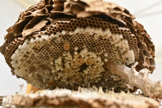 GuardMisty's tweet image. 🐝🔬 New research uncovers the secrets of bee nest symmetry. Dive into the world of bees and their mathematical marvels! #BeeResearch #NSFScience #Regulosity #LegalMarketAccess 

now.regulosity.com/KPF292