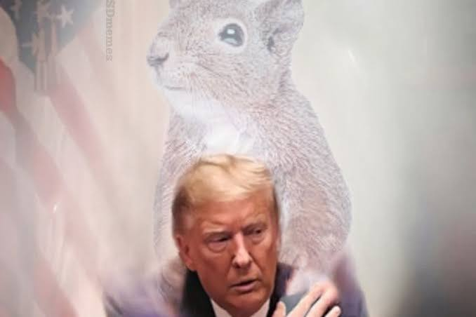Pnut_token_base's tweet photo. Trump will save $Pnut  https://t.co/jcdkOqb13S https://t.co/UT9nWOuZ1K