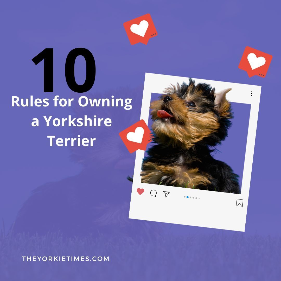 Let’s delve into the 10 rules for owning a Yorkshire Terrier. theyorkietimes.com/rules-for-owni…