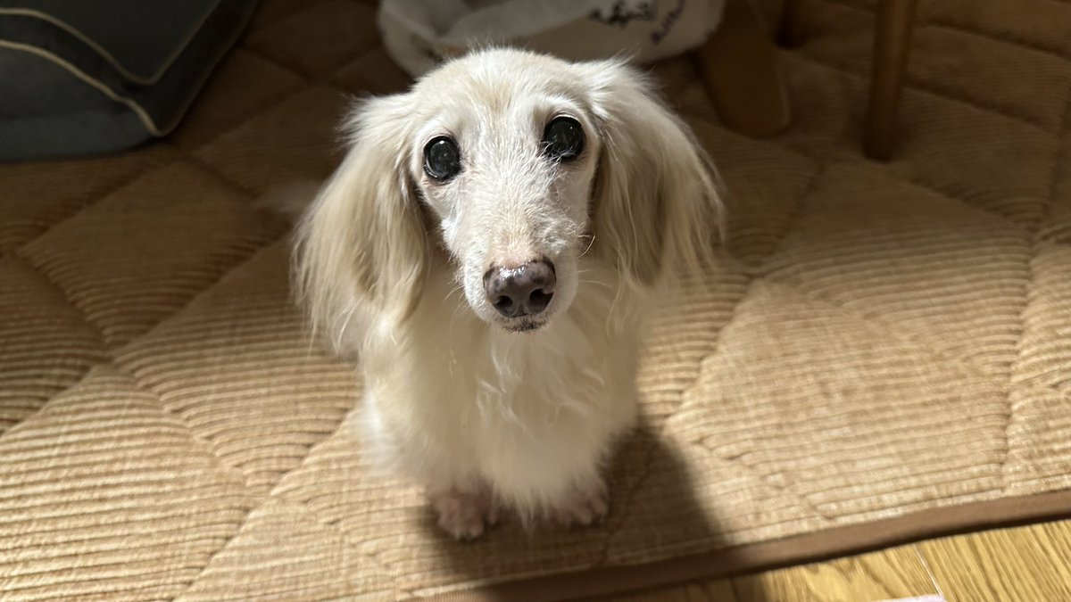 moasweets113's tweet photo. @DoraSakio 素敵な企画ありがとうございます🥰
カニンヘンダックスフンドのくっきー（15歳）です
性格はおとなしめですが、食べることが大好き💕
ご飯の1時間前から「まだですか〜？」とツンツンしてきます☺️ https://t.co/kg3SeC11bb