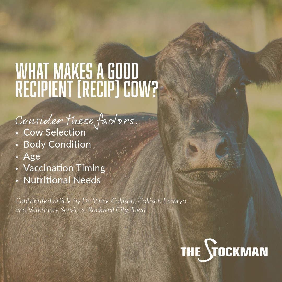 StockmanMag's tweet image. If you're looking to achieve top-notch pregnancy rates, choosing the right recipient cow is crucial. Dr. Vince Collison recommends considering factors such as age, genetics, and overall health when selecting a recipient. Don't settle for subpar cows-quality matters! #TheStockman