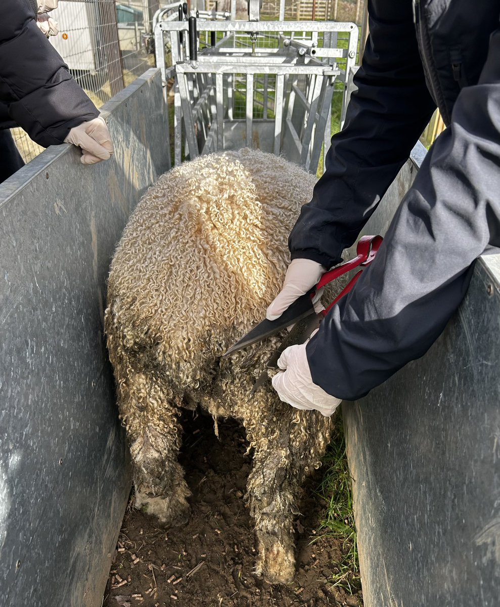 Very proud of these <a href="/RadleyLinks/">Radley College Partnerships</a> partnership students from The Oxford Academy. Been working with us every Monday this term, today getting stuck into the unenviable task of ‘dagging’ the muckier sheep to keep them healthy. Great work young shepherds! 💪