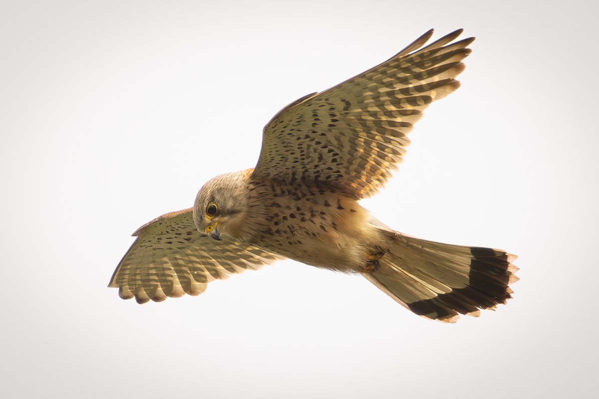 adrian branch (@adiwillow) on Twitter photo 