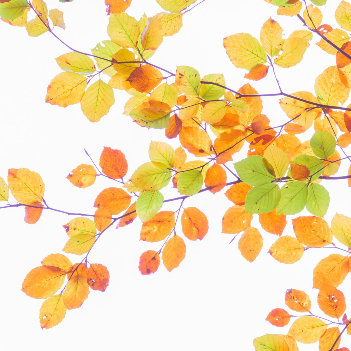 SheldrakeRich's tweet photo. Colours on the beech

The glorious diversity of autumn colours on a beech tree.  

#Sharemondays2024 #appicoftheweek #wexmondays #fsprintmonday #beech #Nikon #newforest https://t.co/uHfTubV9d8