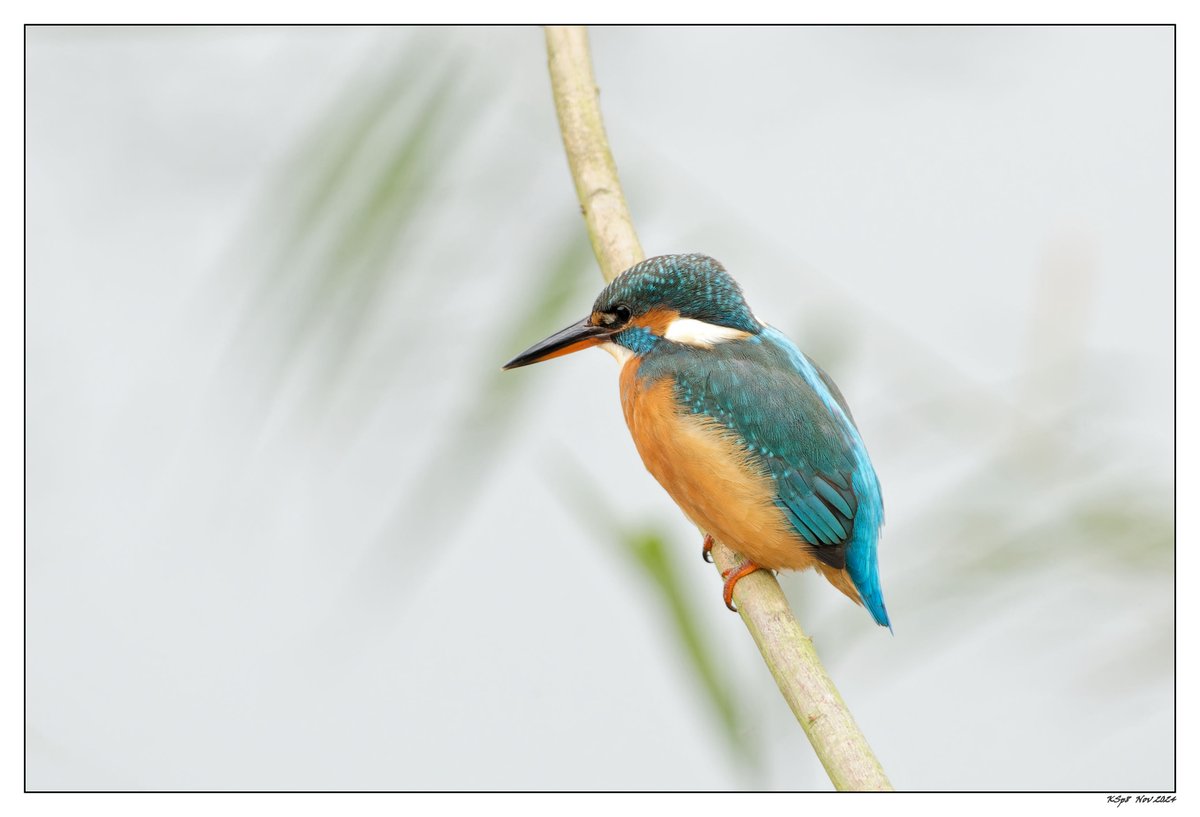 2024.11.04 Kingfisher #StAidans <a href="/RSPBAireValley/">RSPB Fairburn Ings and RSPB St Aidan’s</a>, Leeds.
#fsprintmonday
<a href="/Natures_Voice/">RSPB</a>
<a href="/NatureUK/">NatureUK</a> #BirdsSeenIn2024
<a href="/ThePhotoHour/">#ThePhotoHour</a> #WildlifePhotography
#BBCWildlifePOTD
#ethicsbeforeimages
<a href="/UKNikon/">Nikon UK & Ireland</a> 500+#Sigma600+crop