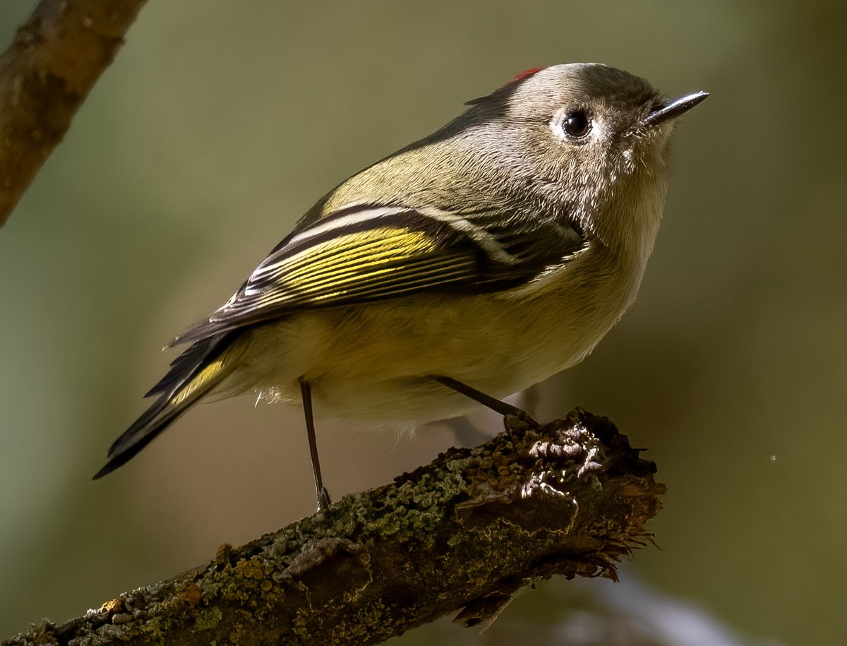 Jonathan Eisen tweet media