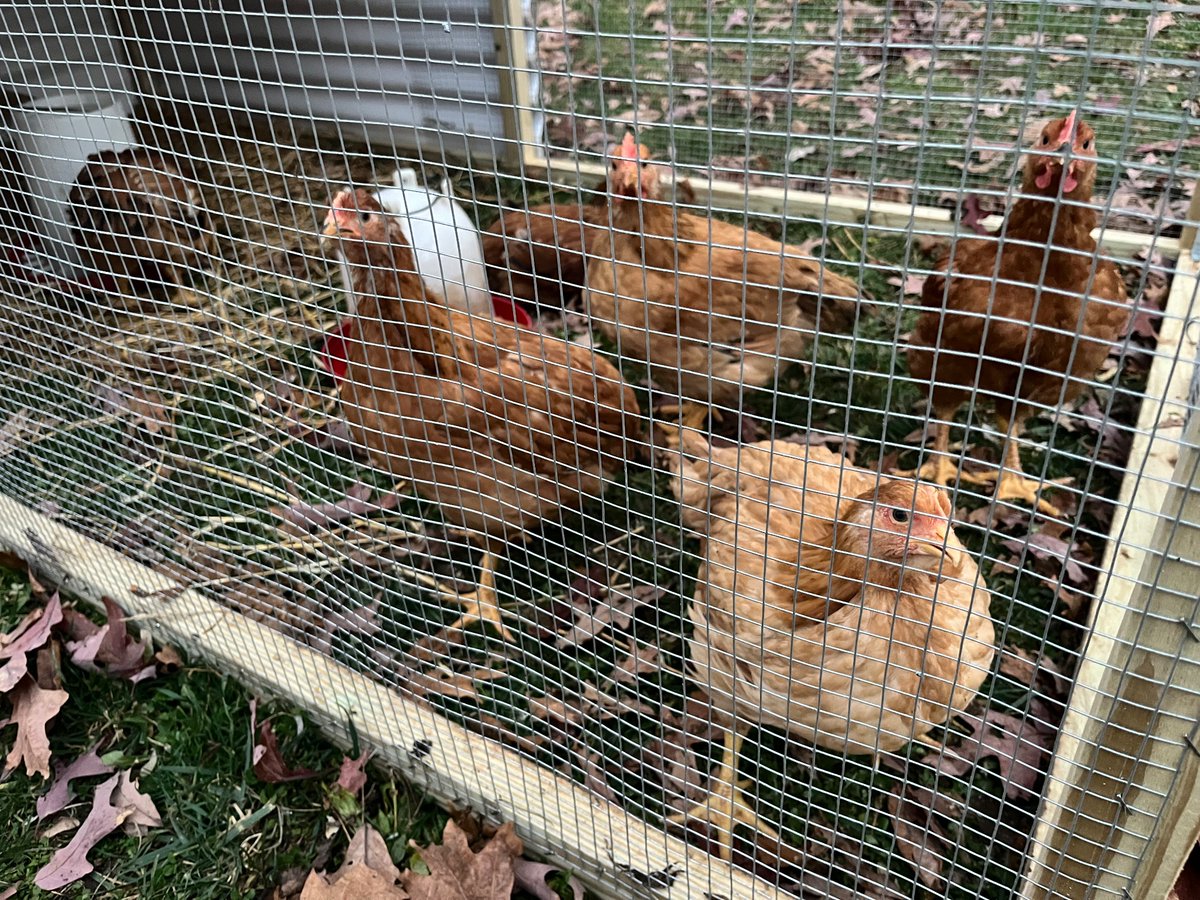 the local avians gather round to stare at me until I talk to them. 

(they do this every day)