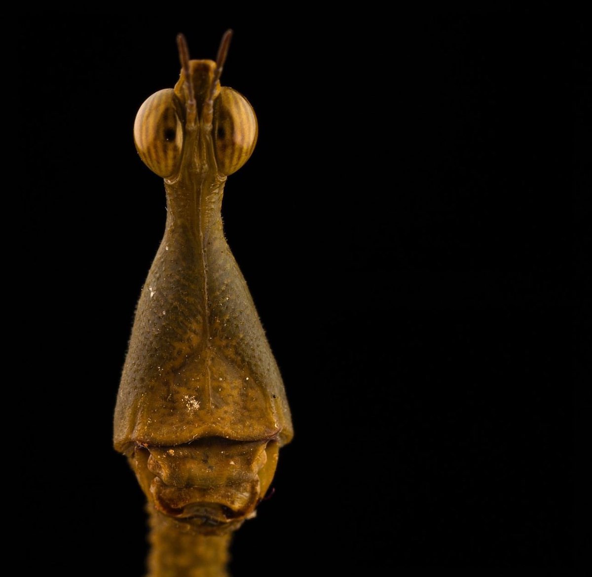 Heliosky tweet media