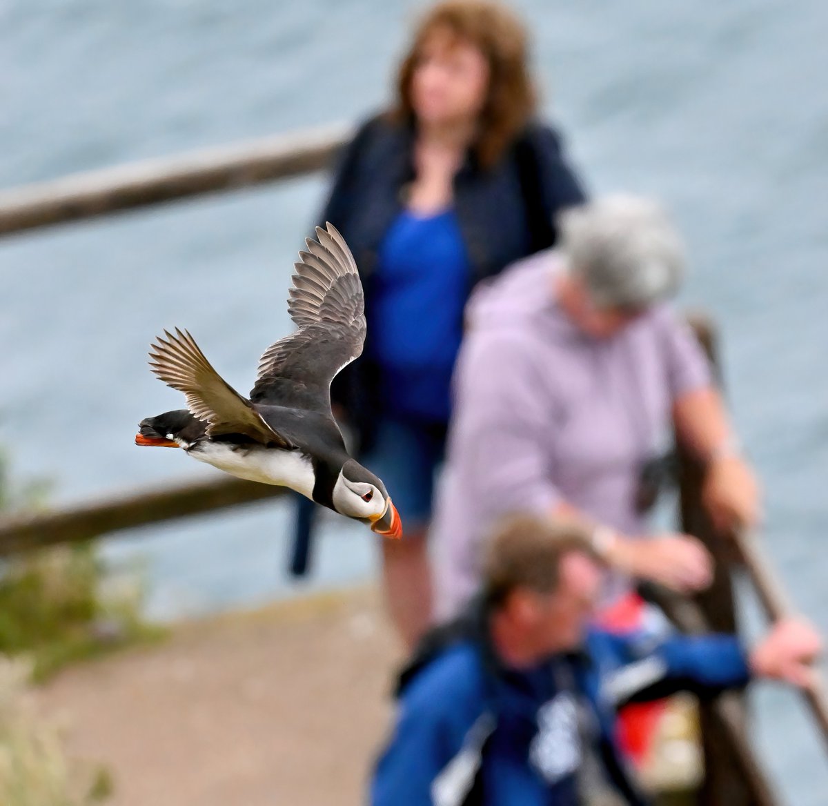 Oblivious.. 😁
#TheDailyPuffin 🐦