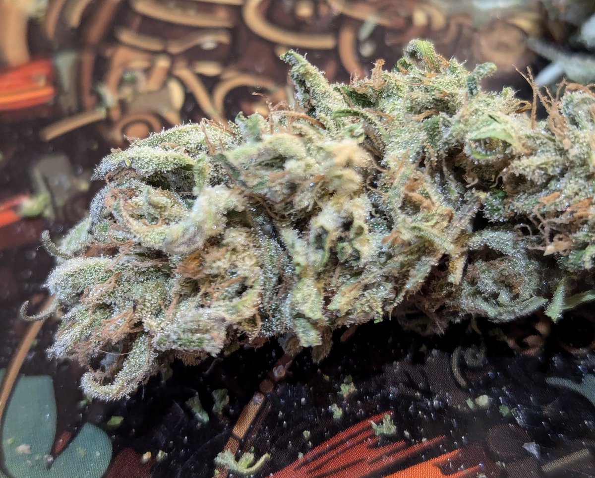 breeder_steve's tweet photo. This cut of #NYCD #PoolBud came to me from Niagara. His dad brought it back from NY in 2001. Fuel, lemon, and boxwood nose. Definitely on the immature side flower-wise, but great for hash. Most of it I won't bother trimming but I figured I should keep 1/2 oz in a jar to puff. https://t.co/Je38DPSC7h