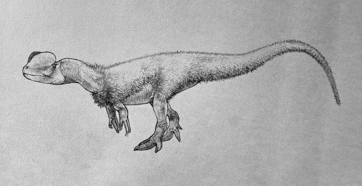 petrovenator's tweet photo. Dilophosaurus wetherilli
#paleoart #dinosaurs #dilophosaurus https://t.co/vq7wXInpt4