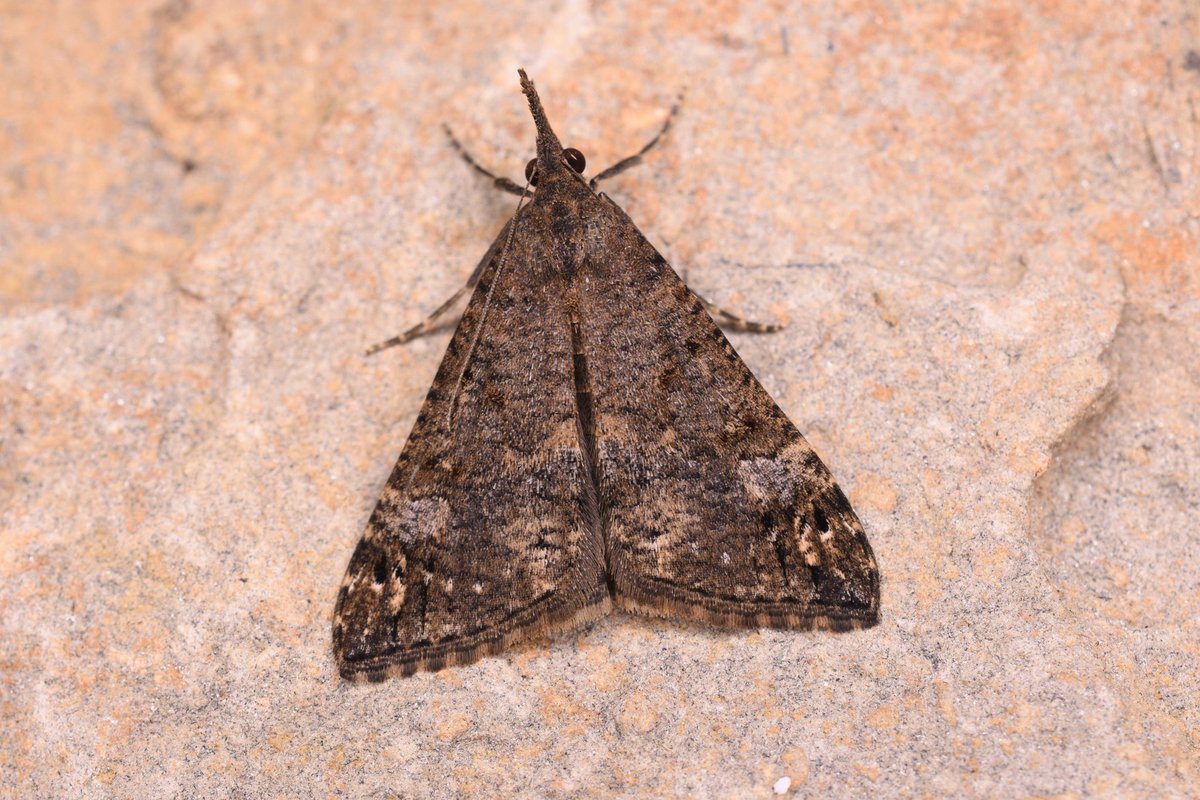 Antony Wren (@beachhutbirder) on Twitter photo The last 4 Bloxworth's Snout in my Lowestoft garden, all in the last couple of weeks. I love how variable they are
<a href="/BritishMoths/">British Moths</a> <a href="/BC_Suffolk/">BC Suffolk Branch</a> #MothsMatter The last 4 Bloxworth's Snout in my Lowestoft garden, all in the last couple of weeks. I love how variable they are
<a href="/BritishMoths/">British Moths</a> <a href="/BC_Suffolk/">BC Suffolk Branch</a> #MothsMatter