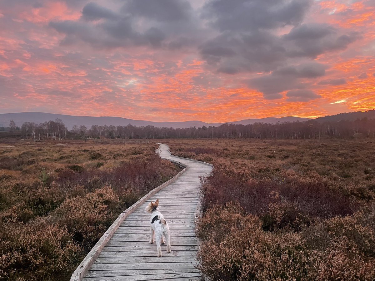 clare skyfall 🐾 🦊🇬🇧 🌺 tweet media