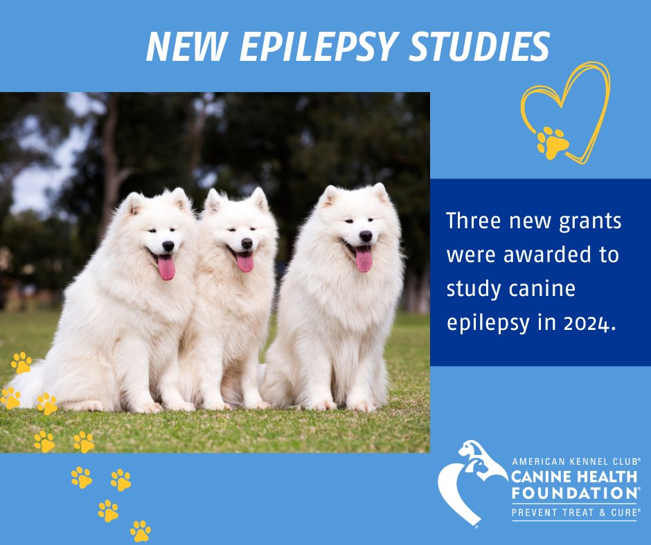 Together, CHF and our generous donors are making strides in canine epilepsy research with an investment of over $80,000 this year. Dive deeper into this critical research at akcchf.org/epilepsy. 
#canineepilepsy #epilepsyawareness #epilepsy