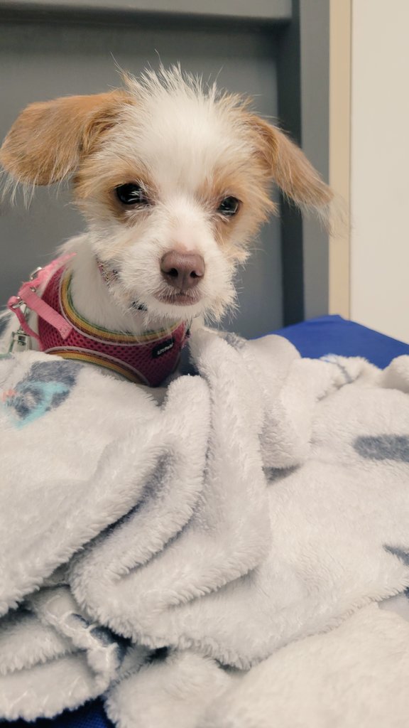 Uchiha's Very Own 🥀⛓ tweet media