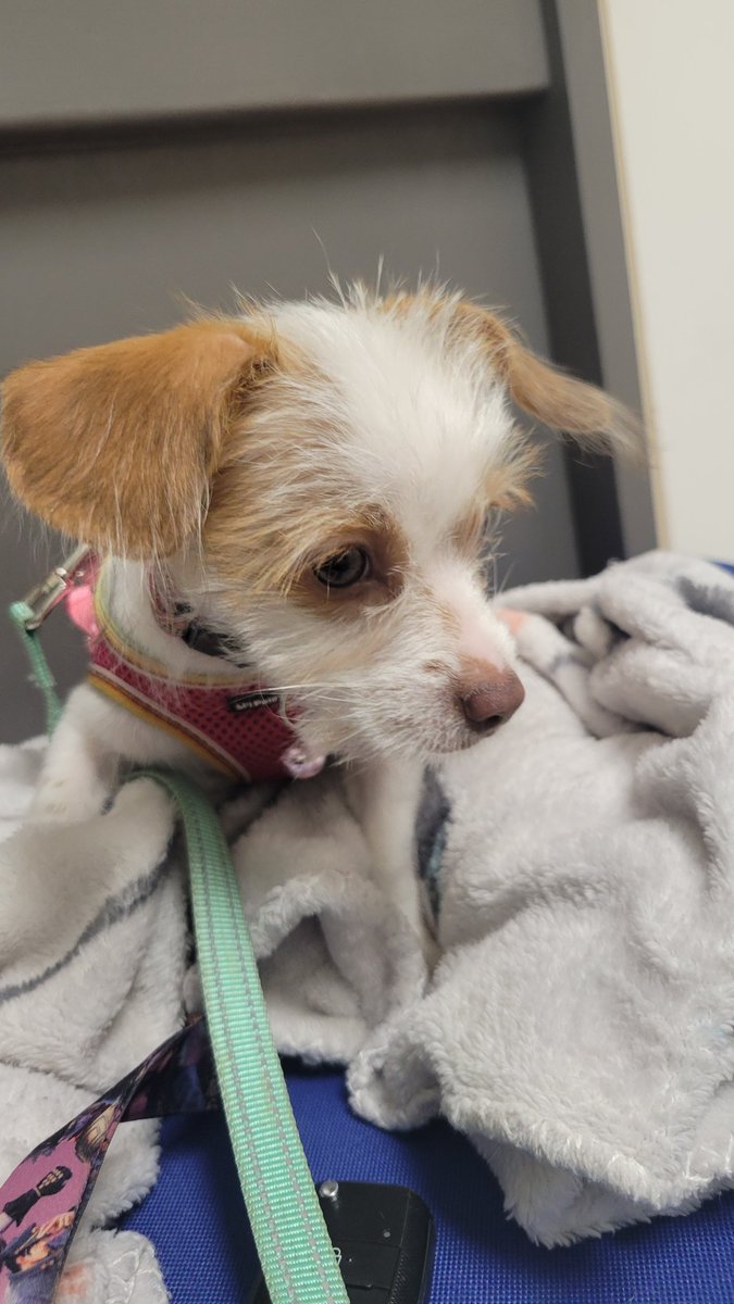 Uchiha's Very Own 🥀⛓ tweet media