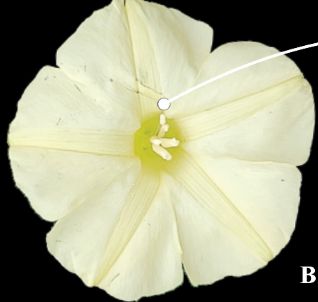 New record of Distimake ternifoliolus (Pittier) A.R.Simões &amp; Staples (Convolvulaceae Juss.) from the Brazilian savanna reveals its disjunct distribution pattern 

doi.org/10.15560/20.3.… 

#Disjointdistribution #Pleistocene #Creepers #checklistjournal #pensoftpublishers