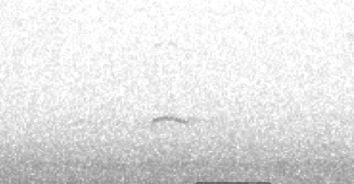 34fgsg's tweet photo. Garden nocmig: Golden plover over radford park, Plymouth https://t.co/aXtk0R29Dc