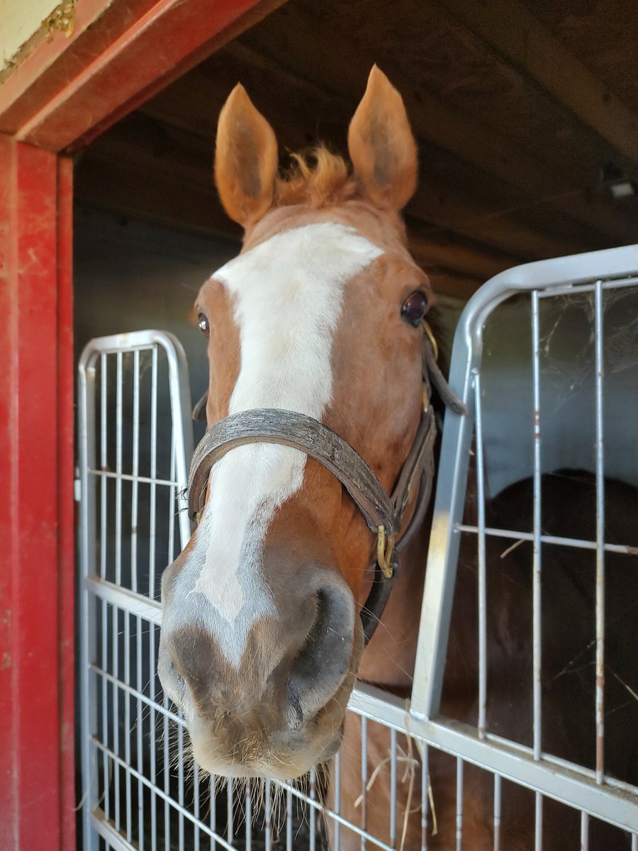 Holy Fashion has arrived!!! 

We could still use donations to help cover her quarantine, transport and veterinary bills. Donate on our website at mareworthy.com 

#HolyFashion #mareworthy
