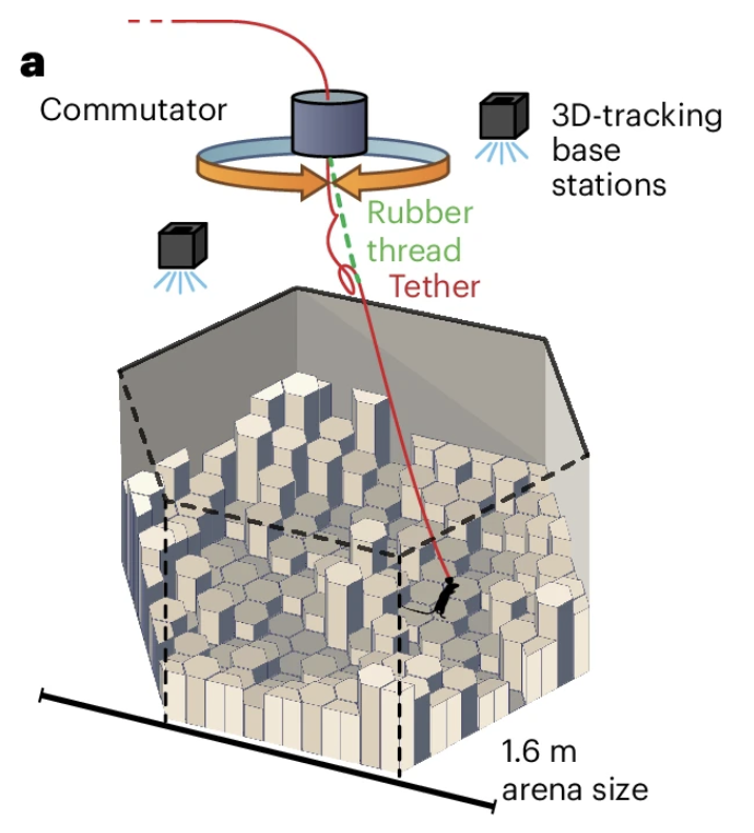 Nature Methods (@naturemethods) on Twitter photo ONIX is a data acquisition system for recording neural activity in freely behaving mice. It can accommodate a variety of recording technologies, while maintaining minimal impact on animal behavior.
<a href="/jvoigts/">Jakob Voigts</a> <a href="/__jonnew/">Jonathan Newman</a> <a href="/OpenEphys/">Open Ephys https://bsky.app/profile/openephys.bsky</a>
nature.com/articles/s4159… ONIX is a data acquisition system for recording neural activity in freely behaving mice. It can accommodate a variety of recording technologies, while maintaining minimal impact on animal behavior.
<a href="/jvoigts/">Jakob Voigts</a> <a href="/__jonnew/">Jonathan Newman</a> <a href="/OpenEphys/">Open Ephys https://bsky.app/profile/openephys.bsky</a>
nature.com/articles/s4159…