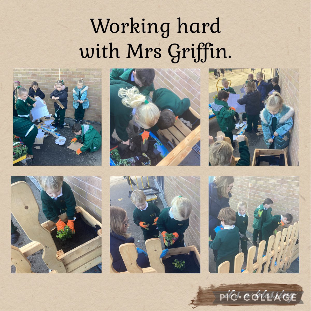 At lunchtime today some children helped Mrs Griffin fill our new planters.  First we ripped up some cardboard and added it to the bottom of the planter.  Then we filled it with soil and added the plants.