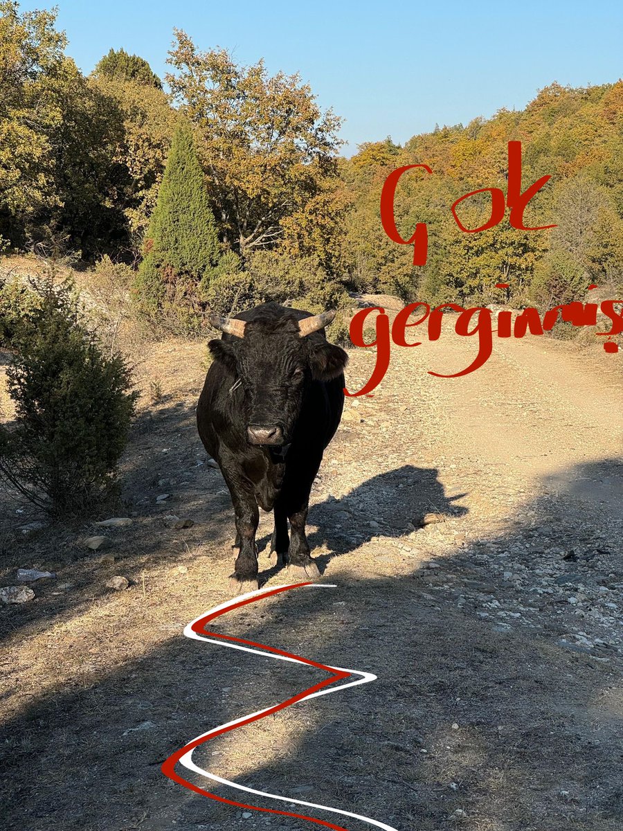 Aylık Sude ve kedi bülteni