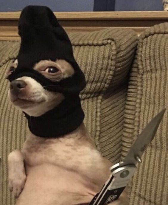 it's me, syd tweet media