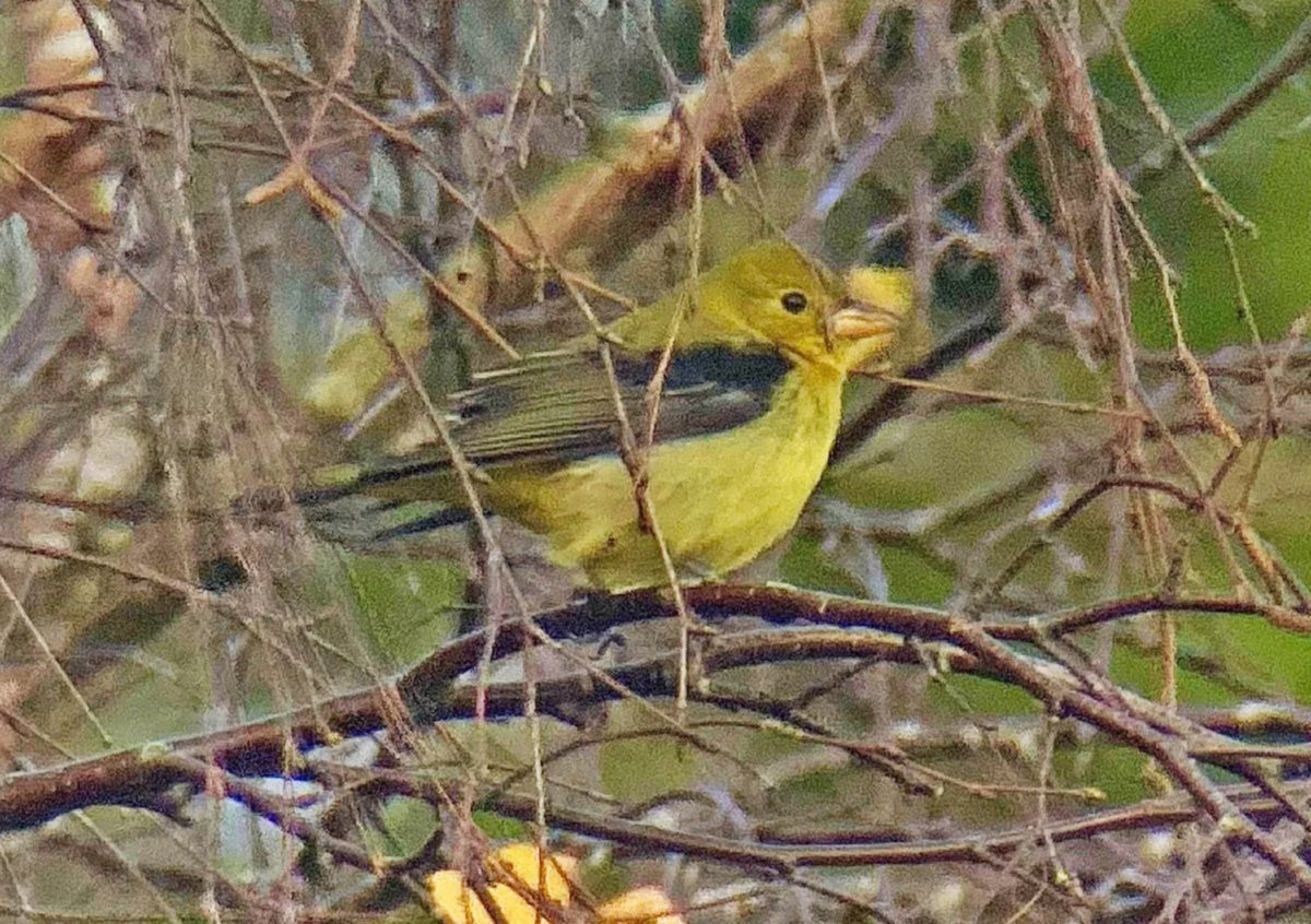 Darrel Bryant tweet media