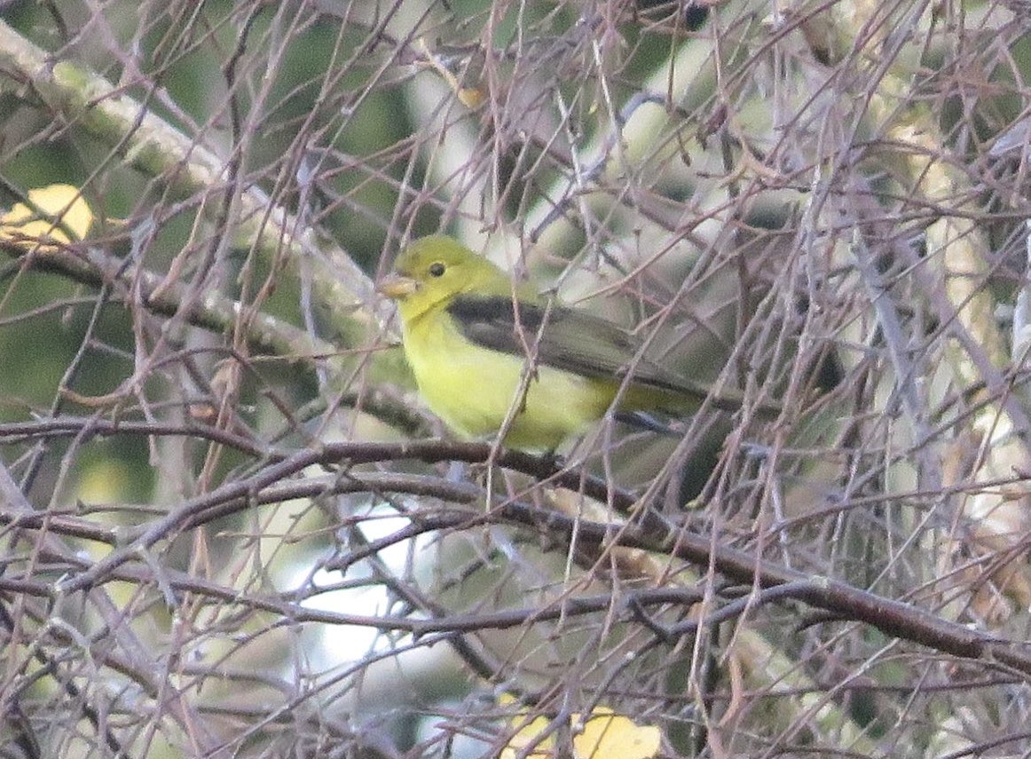 Darrel Bryant tweet media