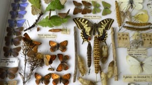 Are you big on bugs? 🐛 🐌 🐞 

Discover more about Bristol’s bugs in November’s Winter Lecture next Thursday! Learn how insect populations are changing in response to climate change and how we should celebrate the smaller things in life with Ray Barnett: orlo.uk/aWvlP