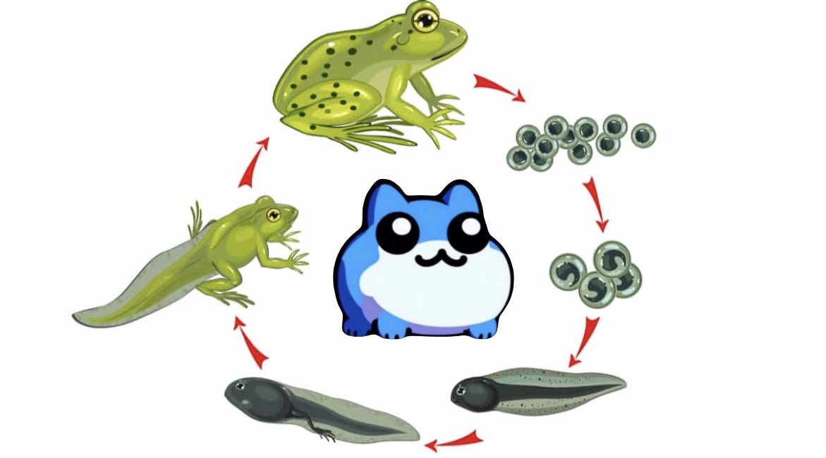 PnkChzGrnGst's tweet photo. hold up what if it’s our #TABOSHI that’s going to be evolving here soon 🧐🧐🧐

the possibilities are endless 😫

#TWPOT
$TOBY
@toadgod1017 
🍃🌀🟧🔵 https://t.co/X8D4jTv60Q