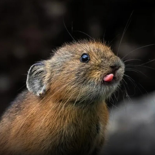 ochotonasol's tweet photo. Welcome $Ochotona!
The Adorable Japanese Pika with the tip of its tongue sticking out
@takashi_okashi captured this tiny mountain dweller in its natural habitat—so precious!

Ca: B5dhQ6yVXzKxW2VnFBTZTUftaCKYrxwPksSAVTYeY7Kv
Tg: https://t.co/xZEm4Pxk64
Web: https://t.co/OQesWvlKdd https://t.co/WrckCrnYca