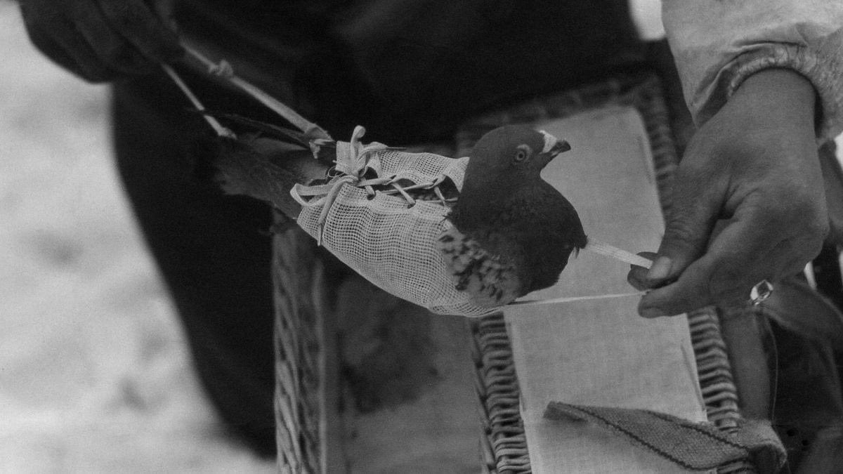 On Remembrance Day, we honour human sacrifice—but let’s not forget the countless animals forced into war. Chickens to detect gas, dogs to sniff bombs, horses and mules to carry supplies. They endured terror beyond comprehension, without choice. #RemembranceDay