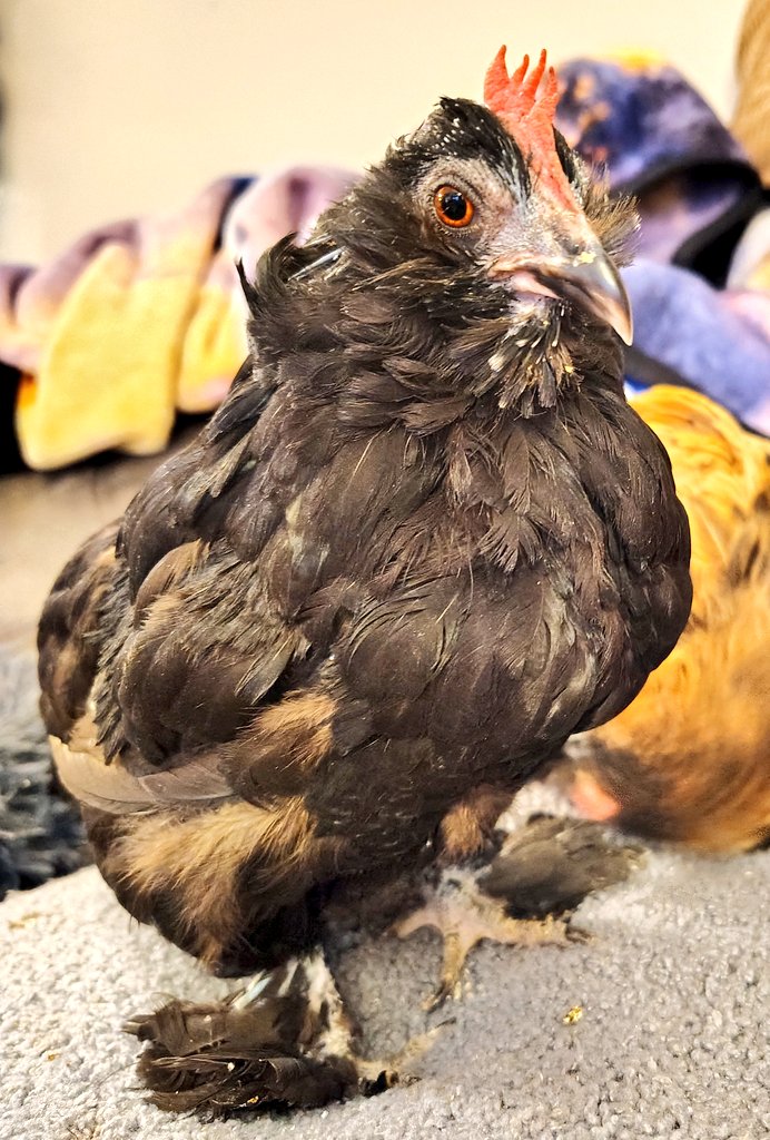 PocketPoultry's tweet photo. Slowly becoming a chicken again, hopefully she'll be mostly out of this molt in the coming week ❤️ https://t.co/X5cxahoGep