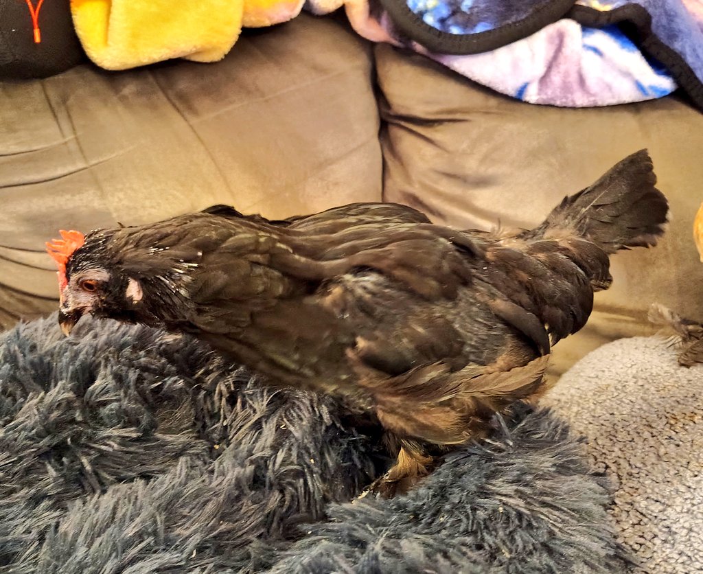 PocketPoultry's tweet photo. Slowly becoming a chicken again, hopefully she'll be mostly out of this molt in the coming week ❤️ https://t.co/X5cxahoGep