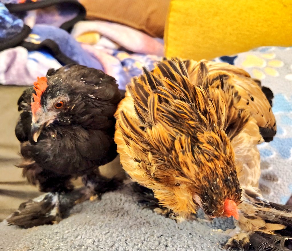 PocketPoultry's tweet photo. Slowly becoming a chicken again, hopefully she'll be mostly out of this molt in the coming week ❤️ https://t.co/X5cxahoGep