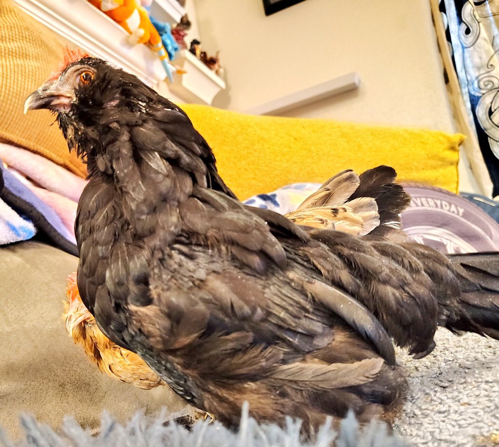 PocketPoultry's tweet photo. Slowly becoming a chicken again, hopefully she'll be mostly out of this molt in the coming week ❤️ https://t.co/X5cxahoGep