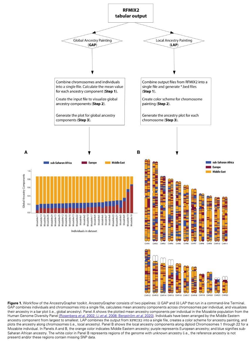 AncestryGrapher toolkit: visualize global- and local- ancestry inferences academic.oup.com/bioinformatics… 🧬🖥️  github.com/alisi1989/RFmi…