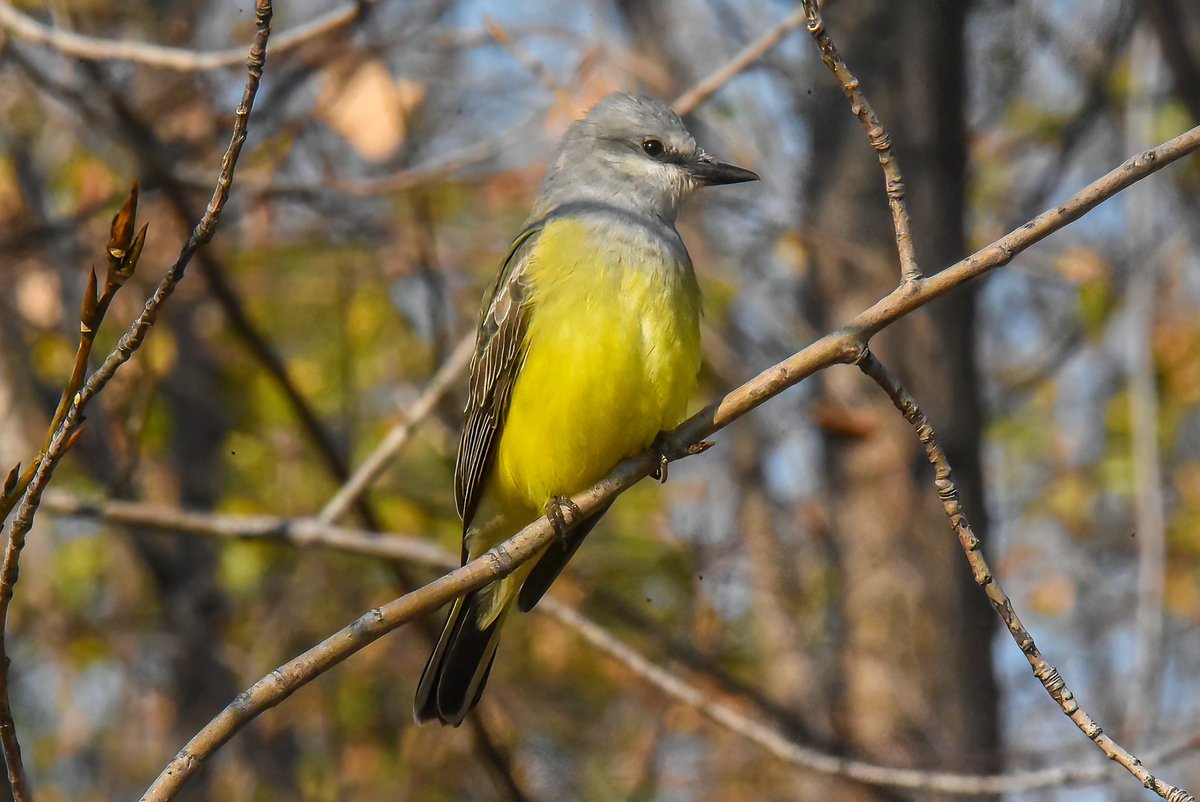 gigi_nyc's tweet image. The western kingbird at Bush Terminal Piers Park was giving good looks last Saturday. Their breeding habitat is open areas in western No. America but they tend to wander during #fallmigration. Glad this one's visiting Kings county, and it's still there today! #westernkingbird
