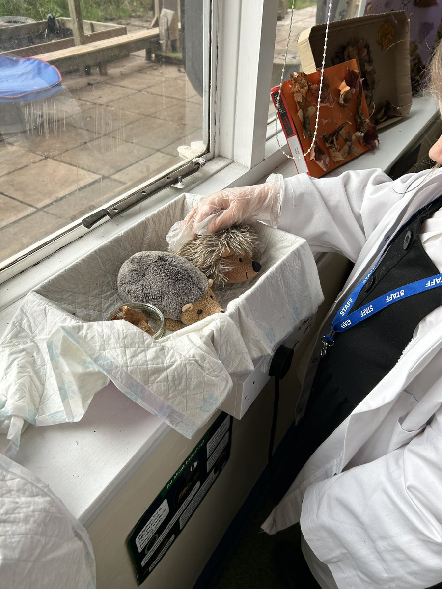 MissNCleaton's tweet photo. Our hedgehog hospital has been a huge hit since we’ve returned from half term. The learners have loved playing vets, receptionist and worried patients 🦔 @MaendyPrimary https://t.co/JZbcbGkwFl
