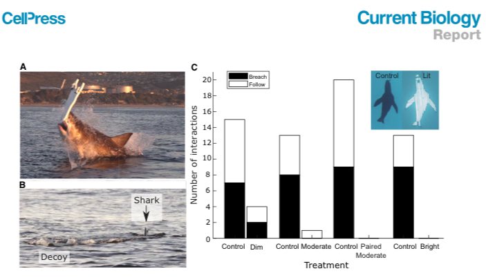 Charlie Huveneers tweet media