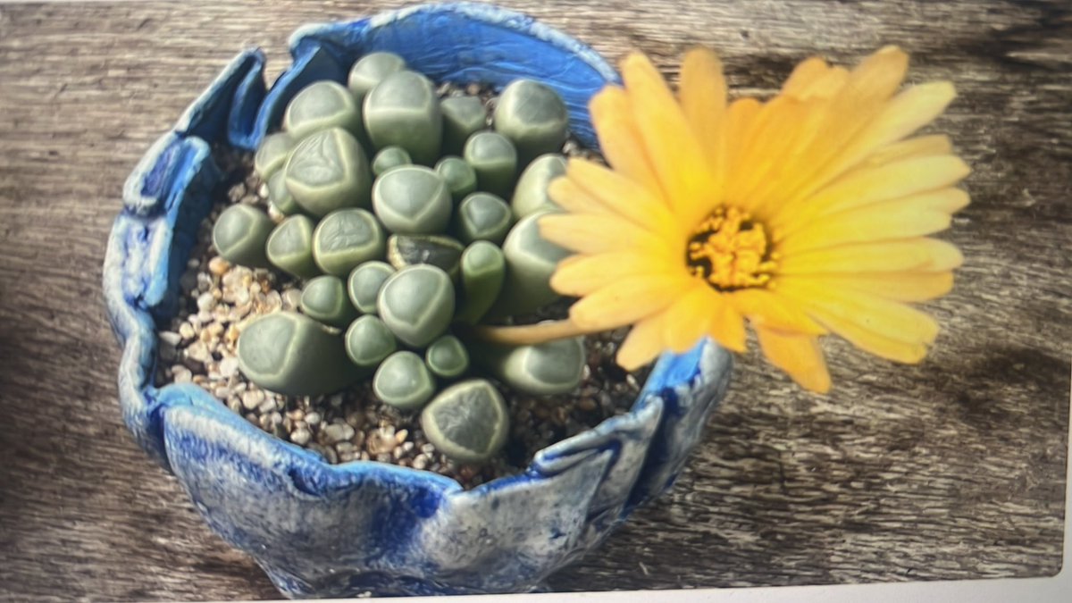 LastDropBeer's tweet photo. Pop up alert!! Excited to have our pal Joel K. up to the Capitol Hill store this Saturday for a pop up sale of his cool succulent plants and custom pots. Great for gifts or as a centerpiece for your coffee table. Come in and grab a beer and take a piece of living art home! https://t.co/FI0L7aRf2Z